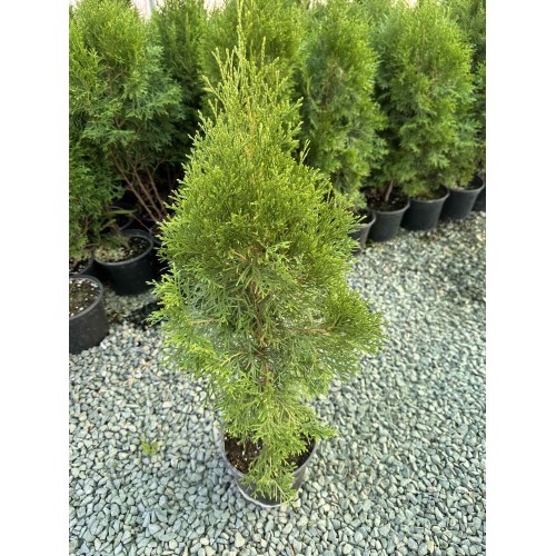 Туя Смарагд 80 см.