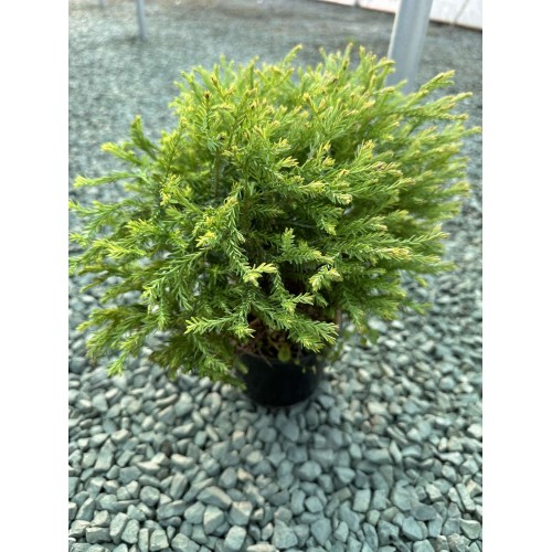 Туя "Golden Tuffet"