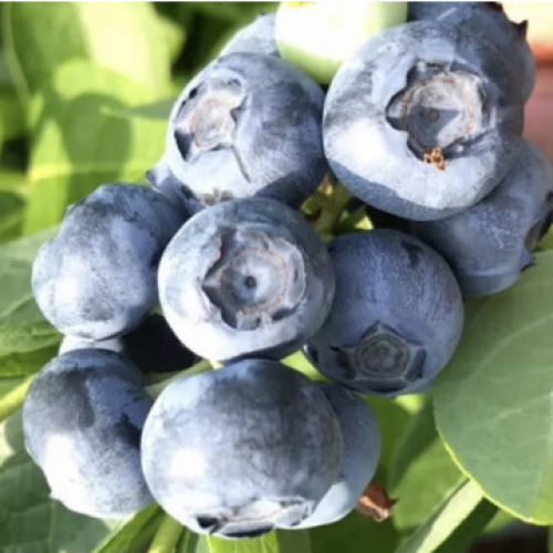 Боровинка сорт HortBlue Petite