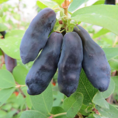 Камчатска боровинка "Blue banana"