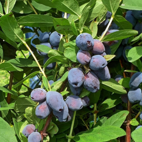 Камчатска боровинка "Blue Treasure"