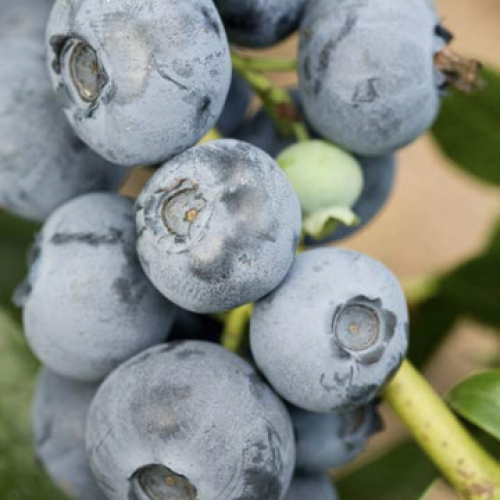 Боровинка сорт Патриот