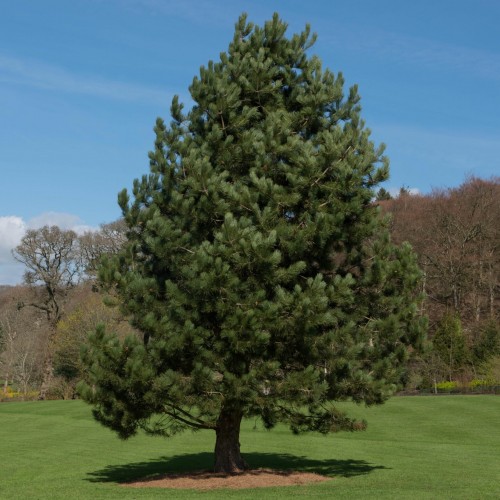 Черен Бор (Pinus Nigra)