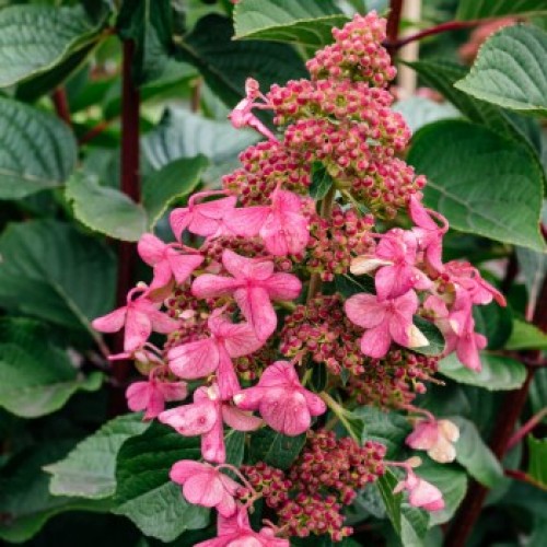 Хортензия "Dharuma"