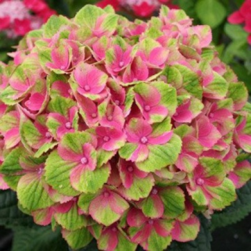 Хортензия "Sweet Lips"