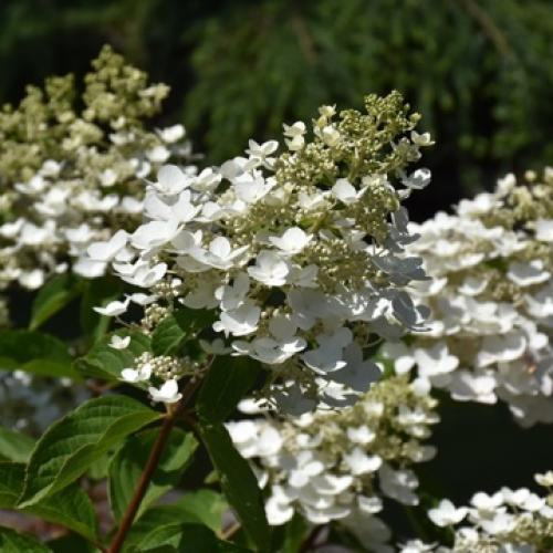 Хортензия "Unique" (paniculata)