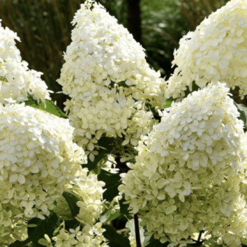 Хортензия "Limelight"