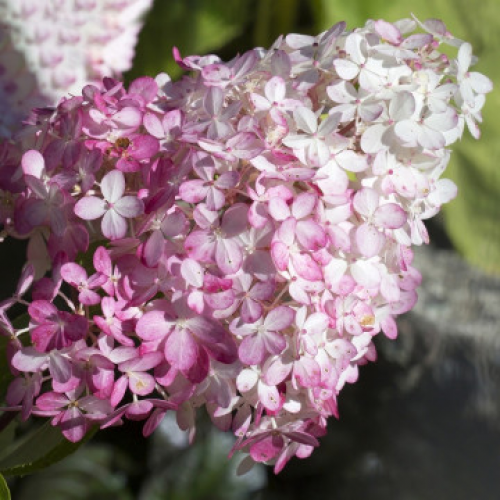 Хортензия paniculata Pink Diamond