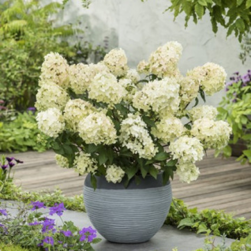 Хортензия "Petite Star" (paniculata)