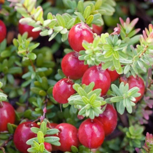 Червена боровинка "Early Black"