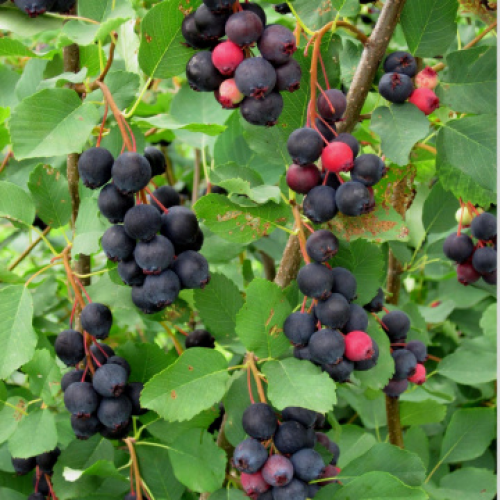 Ирга Амеланцер "Thiessen"