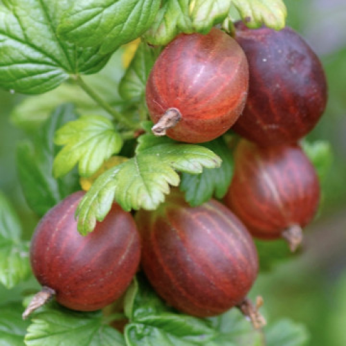 Цариградско Грозде "Спайнфрий"