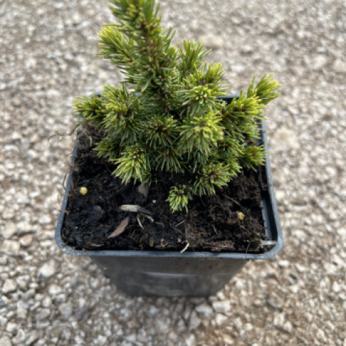 Бял смърч "Alberta Globe"