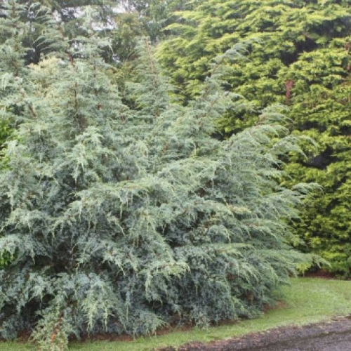 Юниперус „Blue Alps