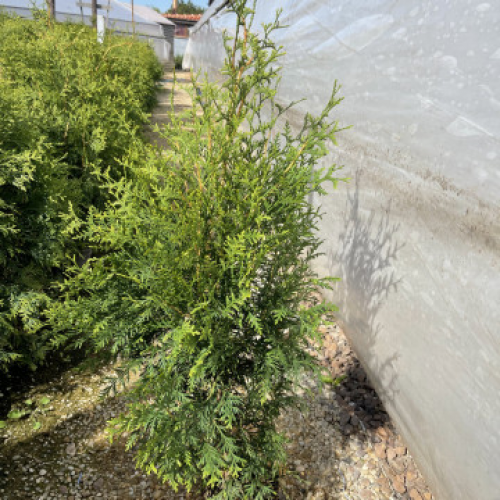 Туя Брабант 100 см