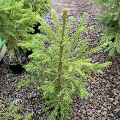 ЕлхаPicea Abies
