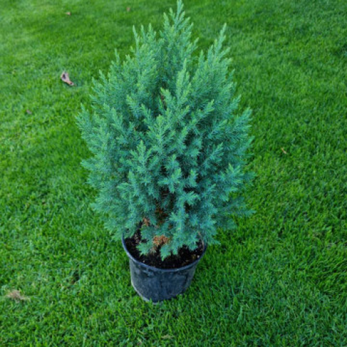 Юниперус "Стрикта"