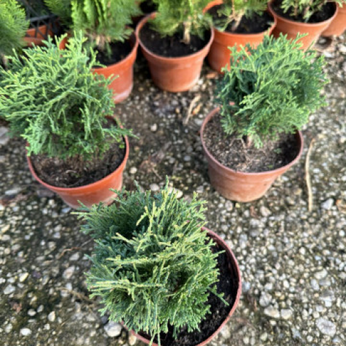 Туя Тайни Тин