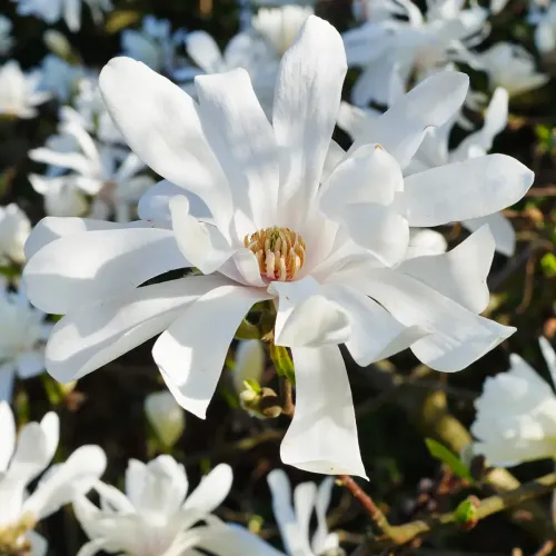 Магнолия "Stellata"