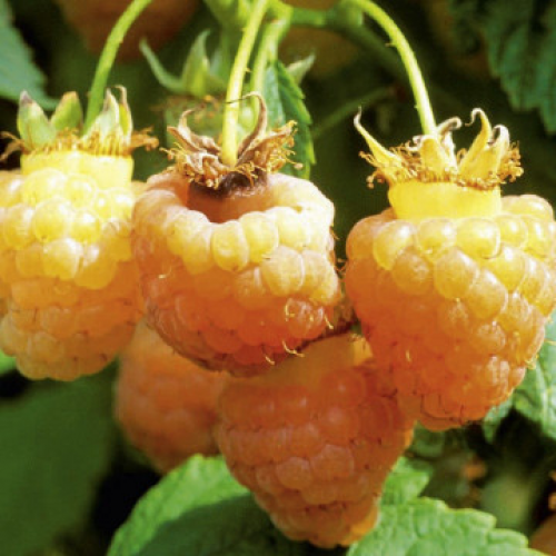 Малина "Yellow Sugana"
