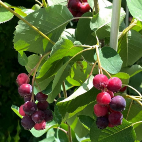 Ирга Амеланцер "Honeywood"