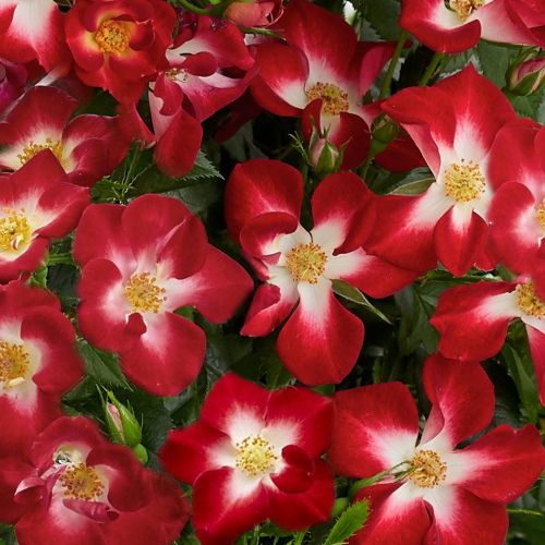 Роза "Everglow Ruby"