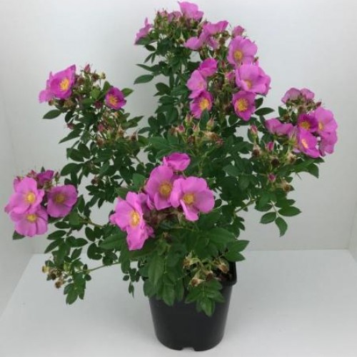 Роза "Jam-a-Licious"