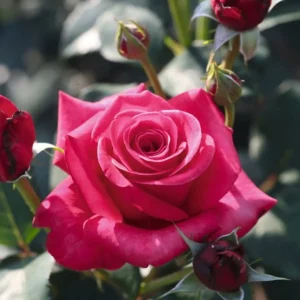 roza-home-florist-timeless-charisma