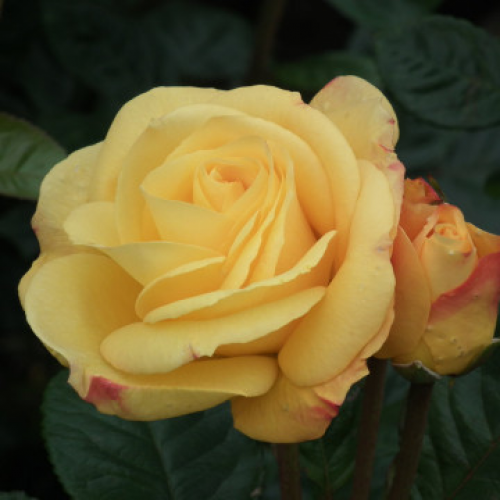 Роза "Arthur Bell"