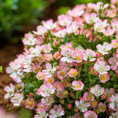 Роза "Cutie Pie"