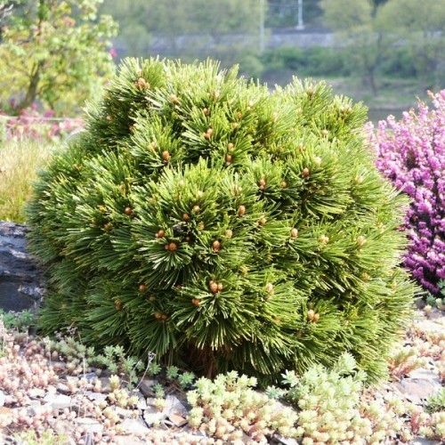 Муров бор "Smidtii"