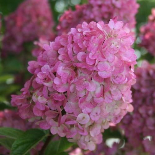 Хортензия "Sundae Fraise" (paniculata)