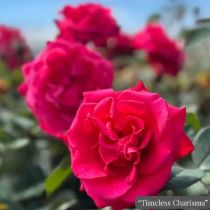 roza-home-florist-timeless-charisma-на Топ Цена от Градински център Разсади Про