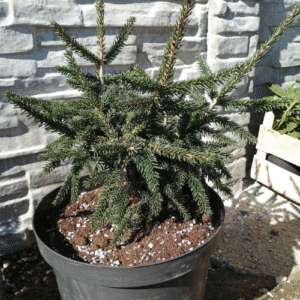 Picea orientalis Aureospicata
