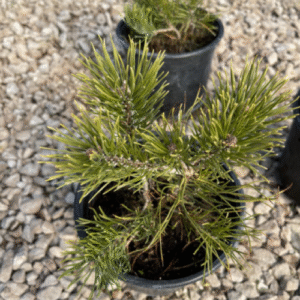 Бор Пумилио (Pinus mugo Pumilio)