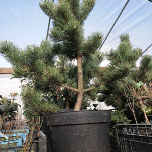 Pinus nigra Oregon Green
