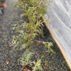 Туя Брабант 60 см