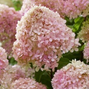 hortenziya-panikulata-living-little-love