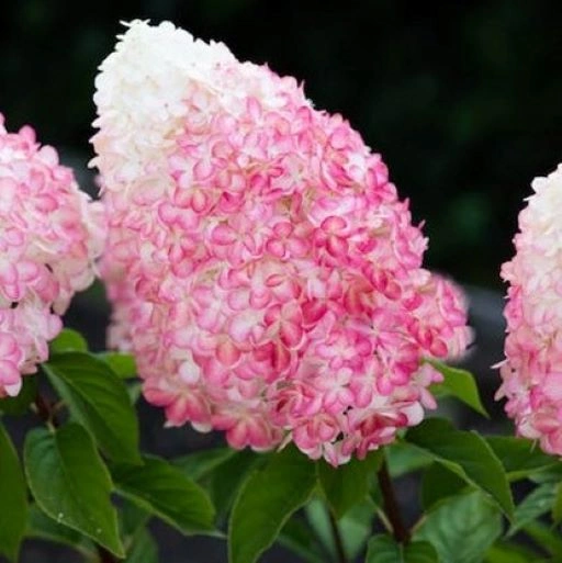 Хортензия паникулата Living Pink & Rose - Image 2