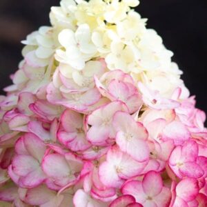 living-colourful-cocktail