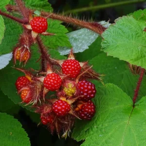 Японска къпина "Wineberry"