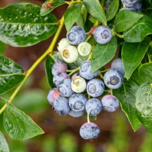 Американска Боровинка "BlueGold" (2л саксия)