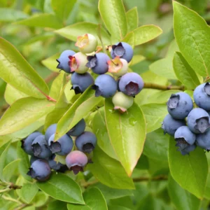 Американска Боровинка сорт "BlueGold"