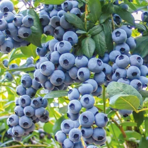 Американска Боровинка "Draper" (2л саксия)