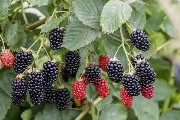 Къпина "Jumbo"