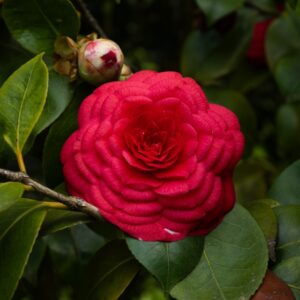 Камелия 'Margherita Coleoni' (40+ см растение с цветки пъпки)