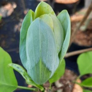 Магнолия "Baby Blue"