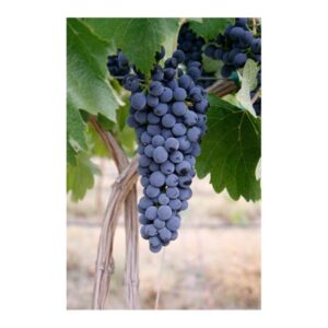 Винена лоза "Сира"