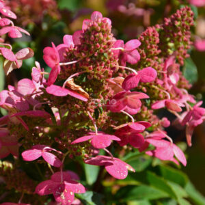 Хортензия "Prim'Red"