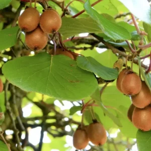 Киви "Zakarpacie"